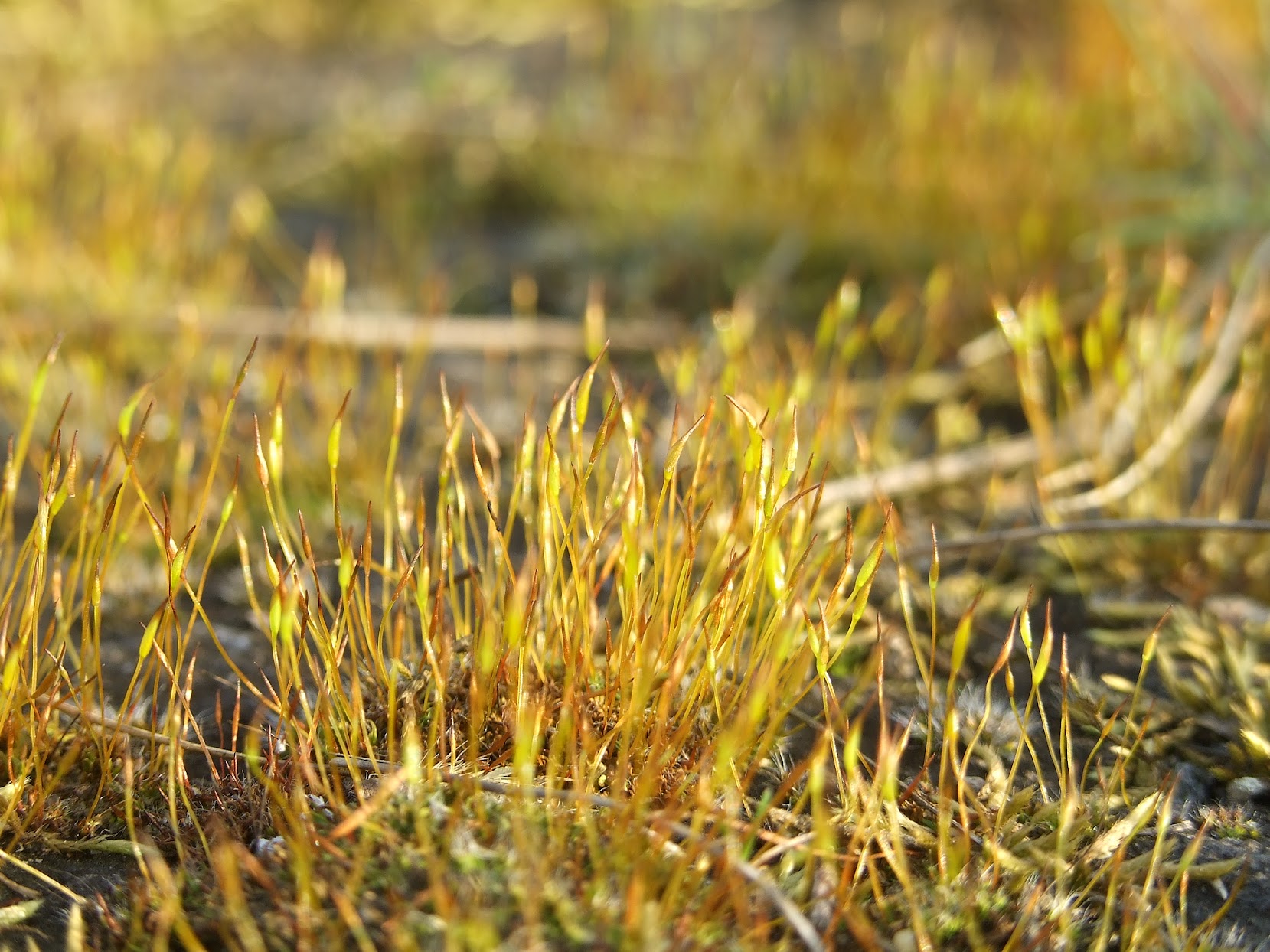 Golden moss