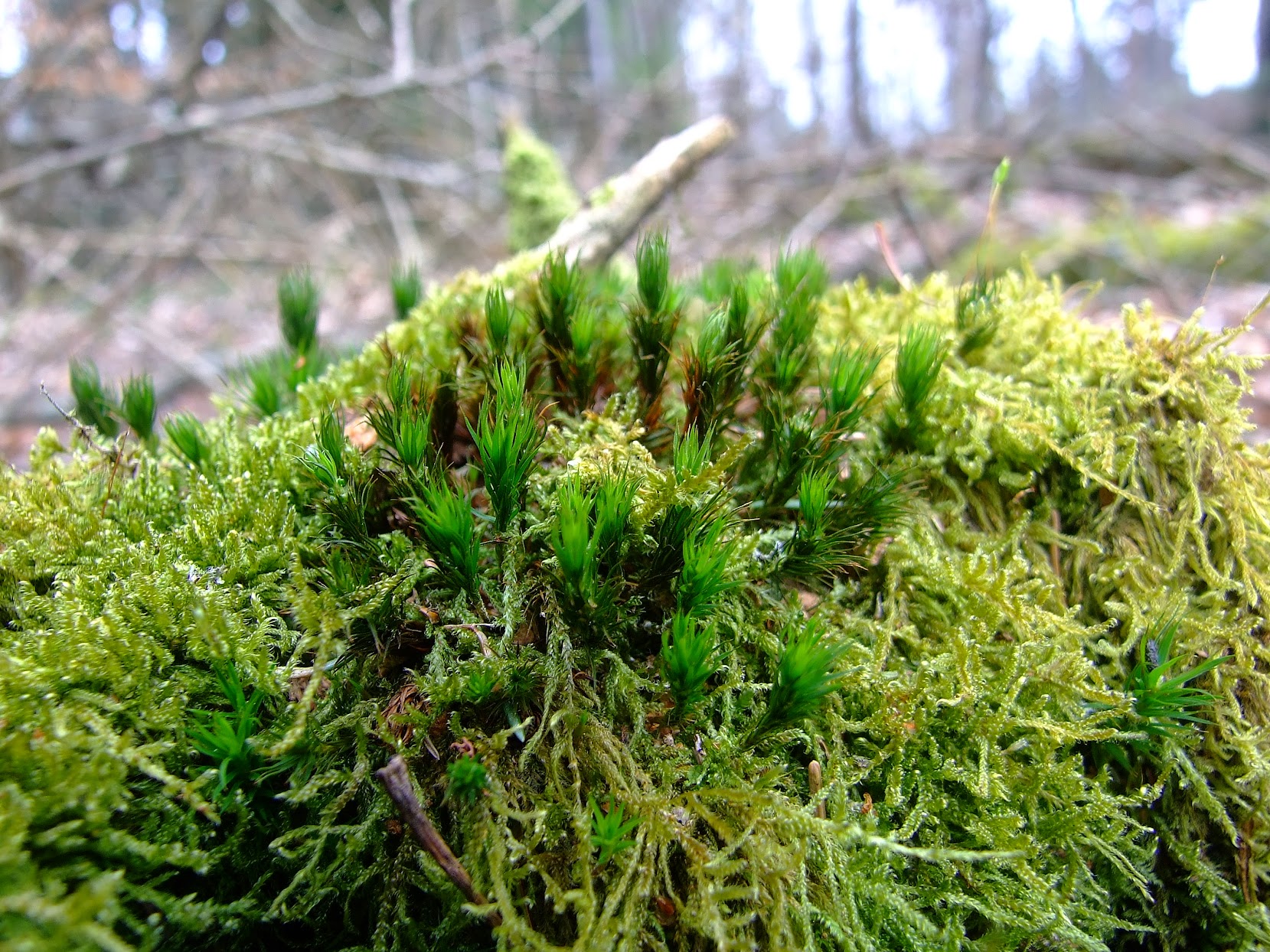 Moss stars