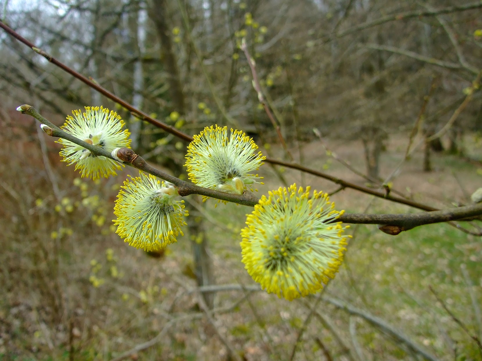 Willow catkins