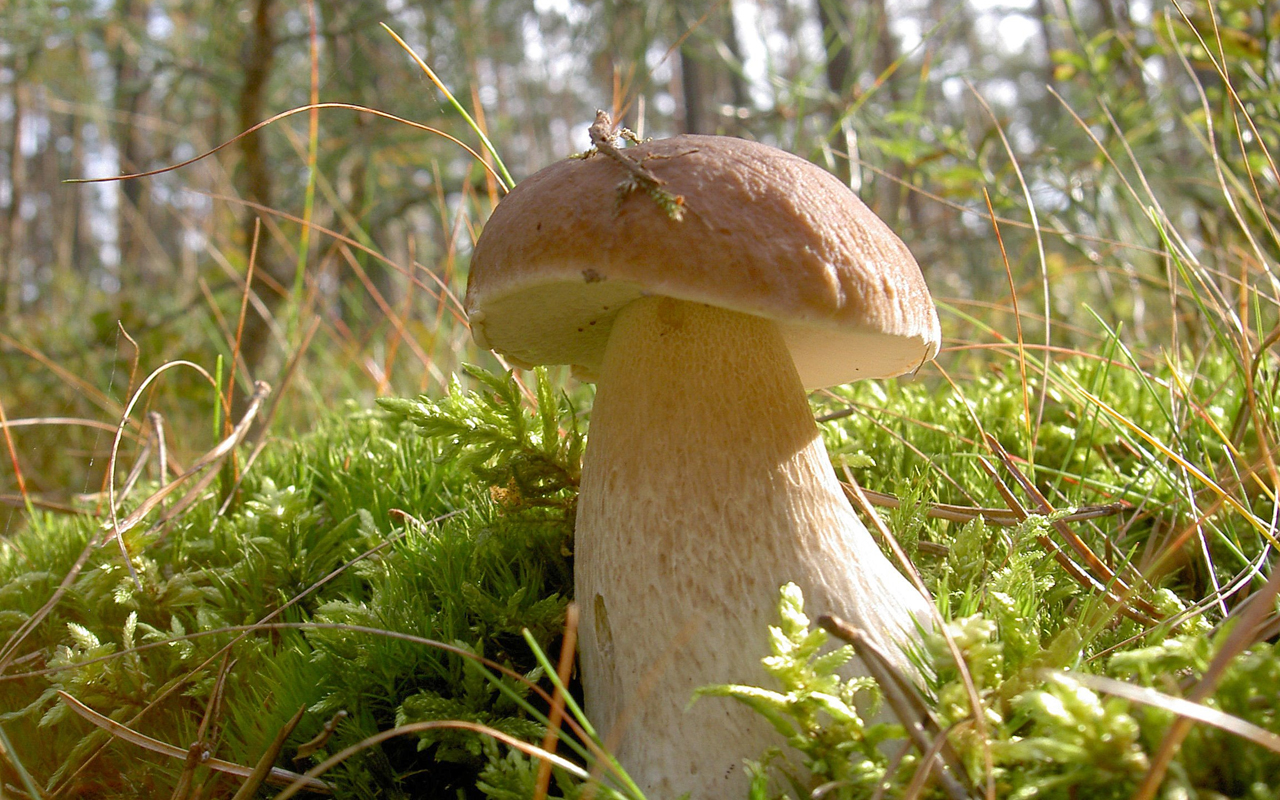 Porcini in moss